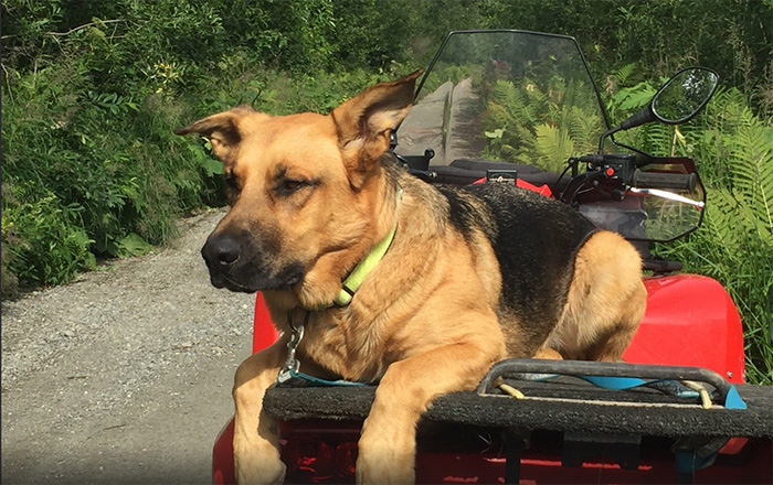 German Shepard rides on ATV